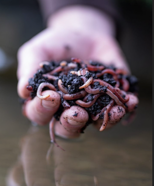MAGGOTS