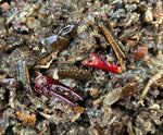 FROZEN CRAYFISH