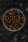 TIGER NUTS MIX 8 TO 20 MM READY TO FISH