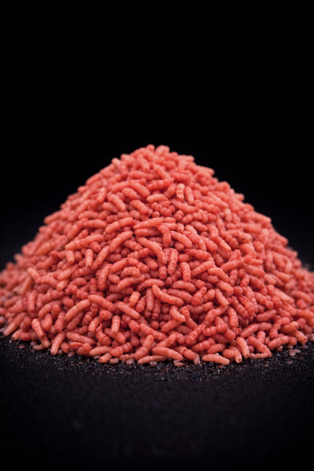 MAGGOTS