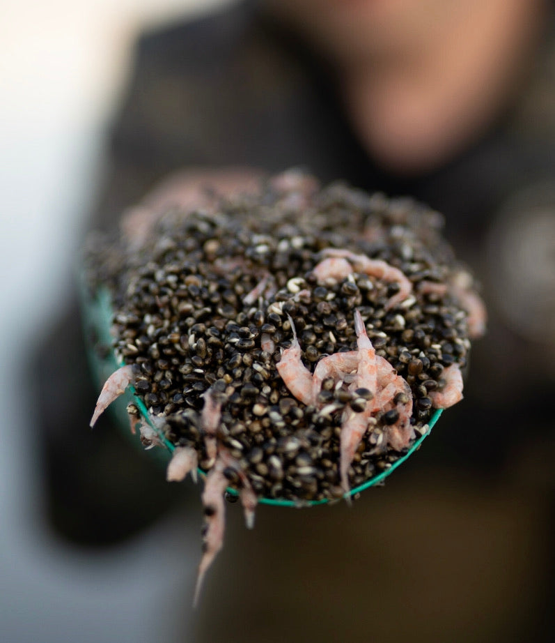 KRILL OCEAN OILY HEMP
