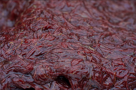 FROZEN BLOODWORM